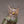 Owl of Wisdom